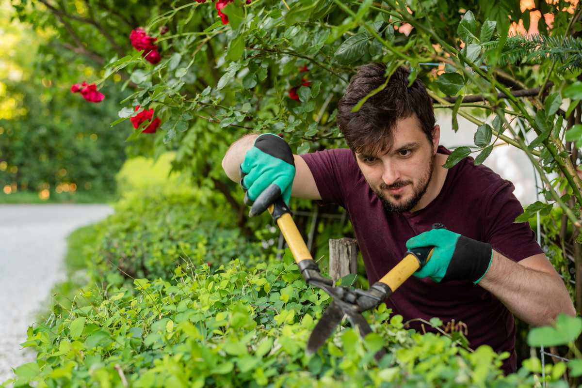 Jardinier taillant une haie fleurie