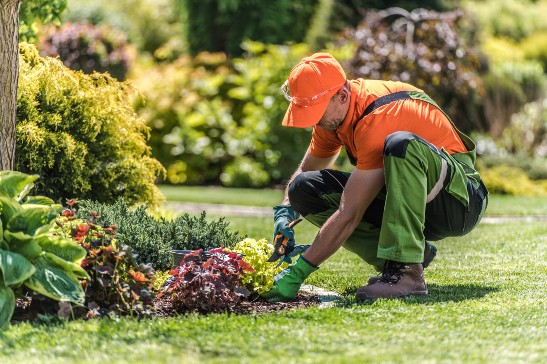Jardinier entretenant un massif de fleurs